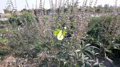 پنج انگشت (ویتکس)