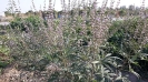 Vitex pseudo negundo