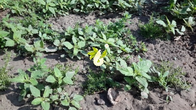 آویشن دنایی