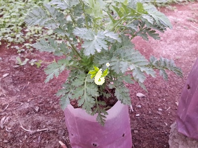 بابونه گاوی