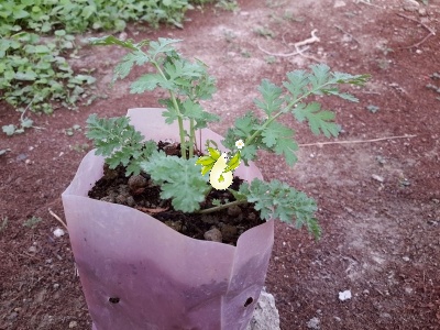 بابونه گاوی
