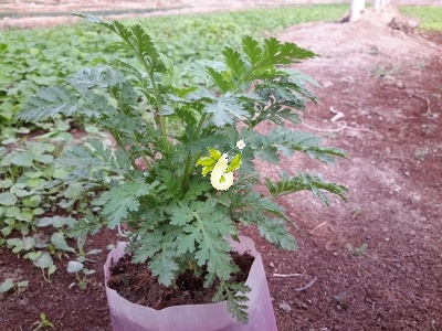 بابونه گاوی