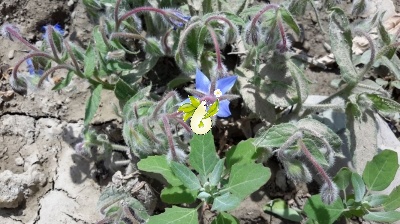 گاوزبان اروپایی