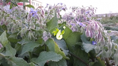گاوزبان اروپایی