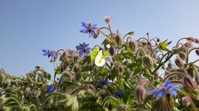 گاوزبان اروپایی