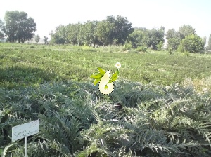 کلکسیون گیاهان داروئی