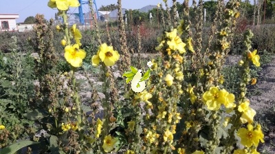 گل ماهور