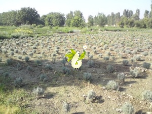 کلکسیون گیاهان داروئی