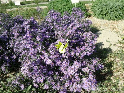 گل ستاره ای