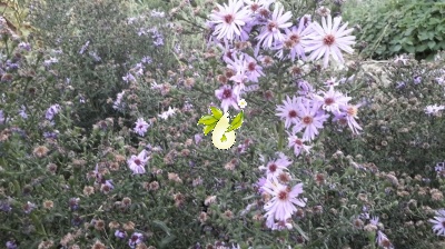گل ستاره ای