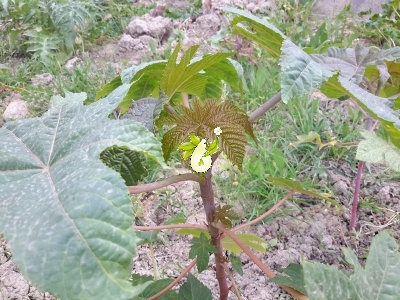کرچک