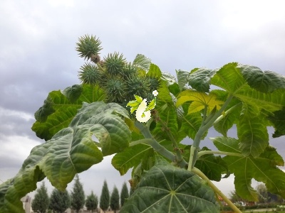 کرچک
