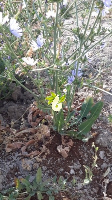 کاسنی