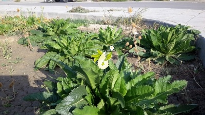 خواجه باشی