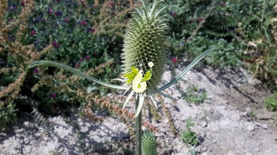 خواجه باشی