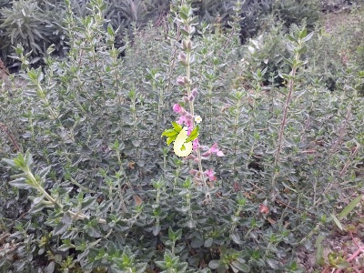 مریم نخودی طناز