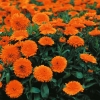 Calendula officinalis