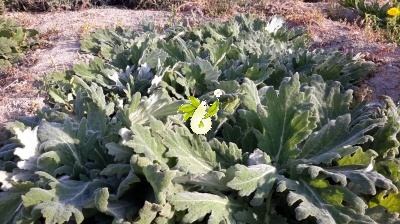 مریم گلی پنبه ای