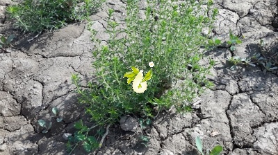 مرزه کوهی