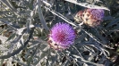 Cynara scolymus