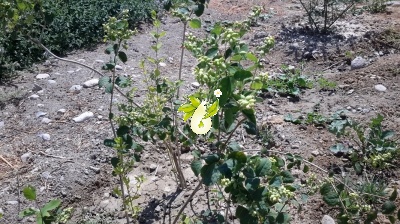 مروارید