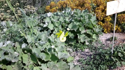 پا خری