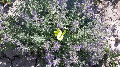 پونه سای ایرانی