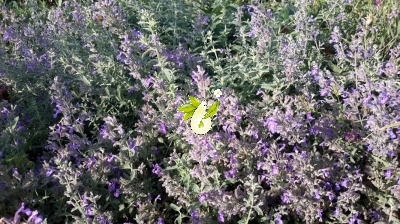 پونه سای ایرانی