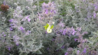 پونه سای ایرانی