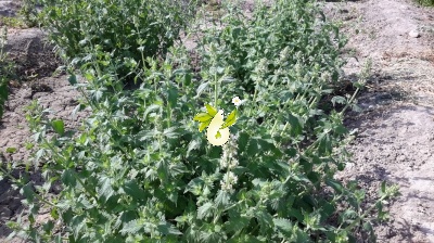 پونه سای خارجی