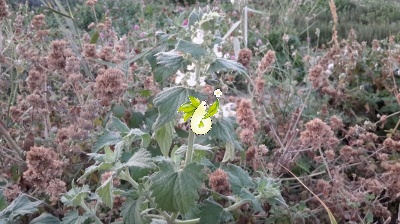 پونه سای خارجی