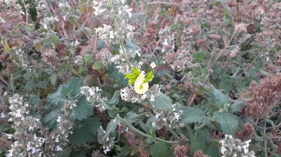 پونه سای خارجی