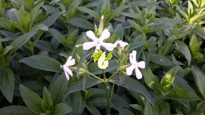 صابونی