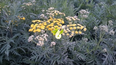 شیشا