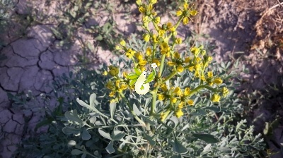 سداب