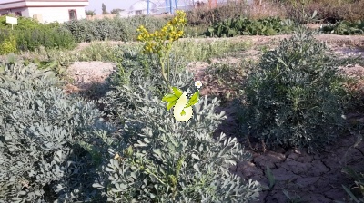 سداب