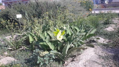 زنجبیل شامی