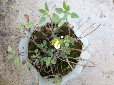 زرین گیاه