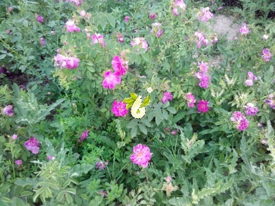 گل محمدی