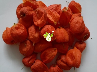 عروسک پشت پرده ( فیسالیس )