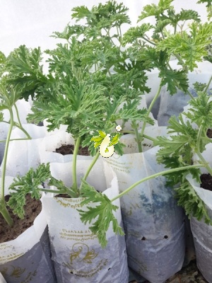 شمعدانی عطری