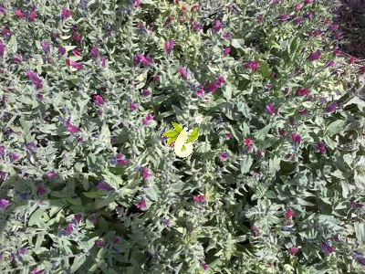 گاوزبان ایرانی