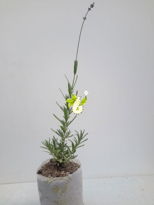 اسطوخودوس