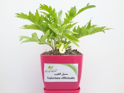 سنبل الطیب اروپایی