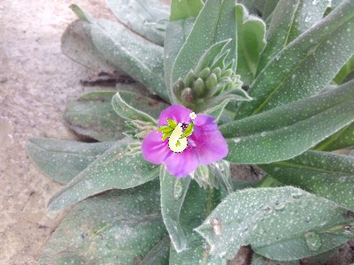 گاوزبان ایرانی