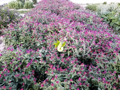 گاوزبان ایرانی