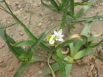 والک - گل آقا - تره کوهی