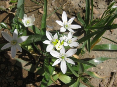 والک - گل آقا - تره کوهی