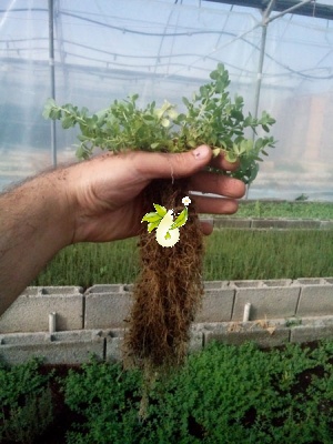 گل راعی