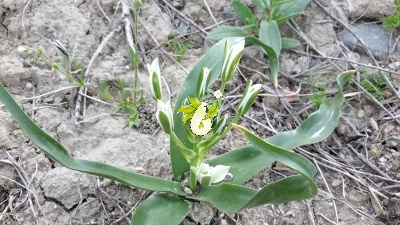 والک - گل آقا - تره کوهی